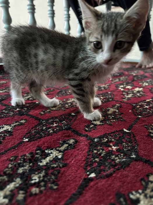 Котята в хорошие руки