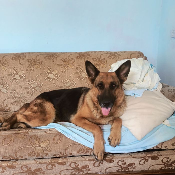 Немецкий овчарка