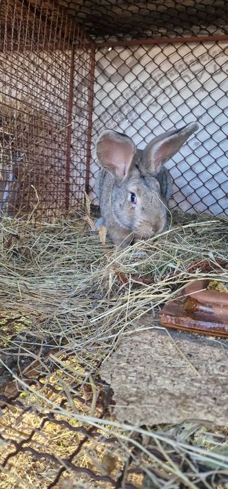 Vand 2 masculi urias german