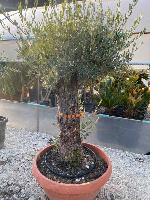 Maslin Elegant 1.5m