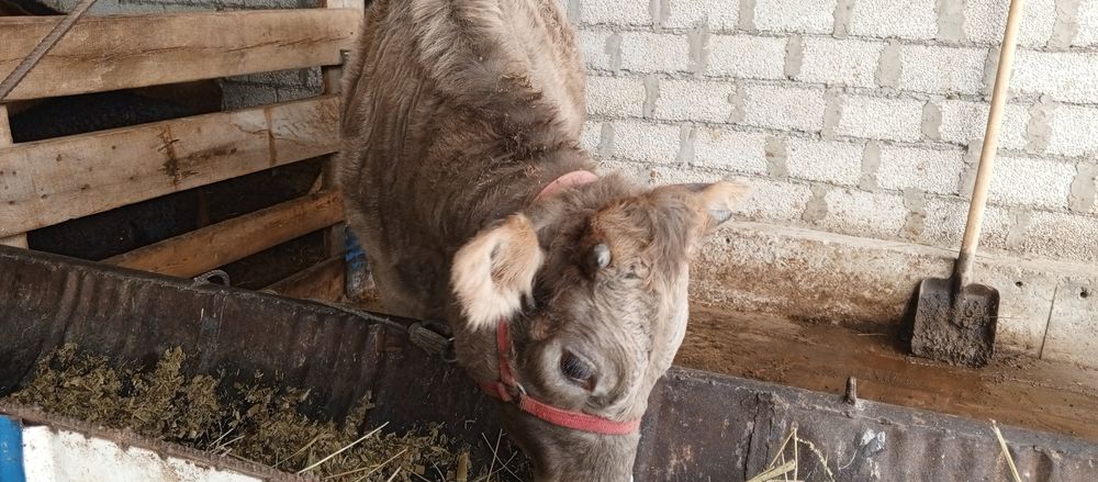 Tana sotiladi 15 mňl