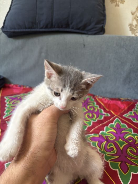 Котят отдам в хорошие руки