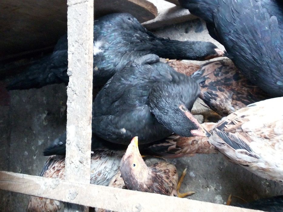 Продам молодых курей породы дакан корея