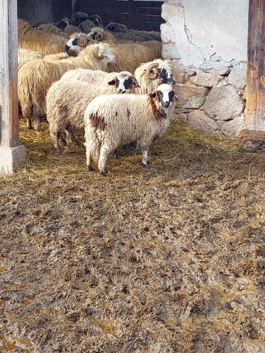 Vând doi miei din vară