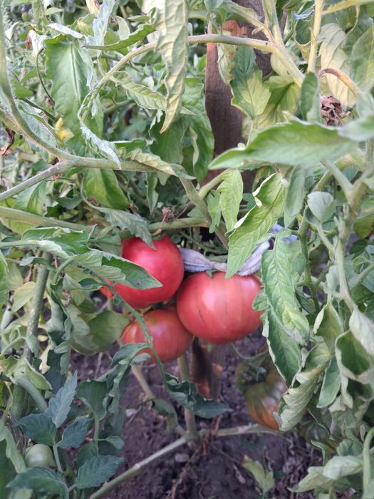 Продам помидоры домашние