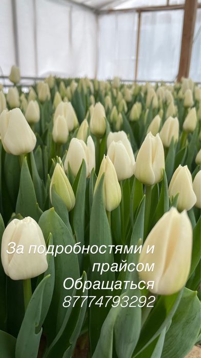 Тюльпаны оптом к 8 марта .