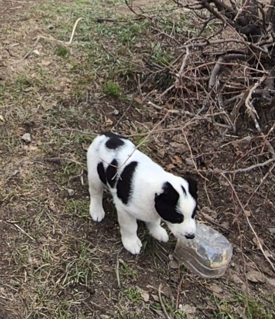 Продам щенков алабая