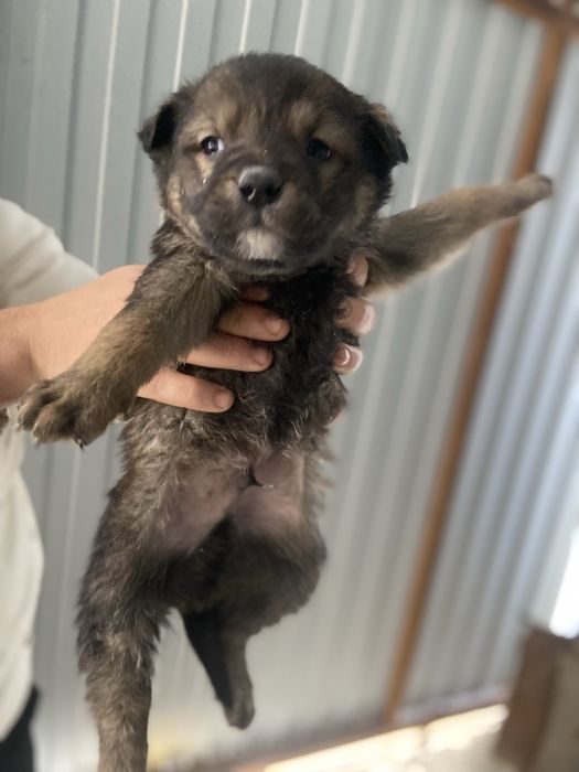 Щенки в поиске дома