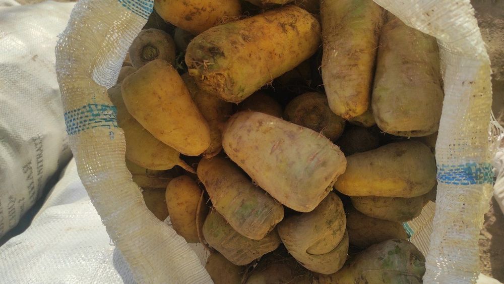 Yem uchun sabzi  cheklanmagan miqdorda bor