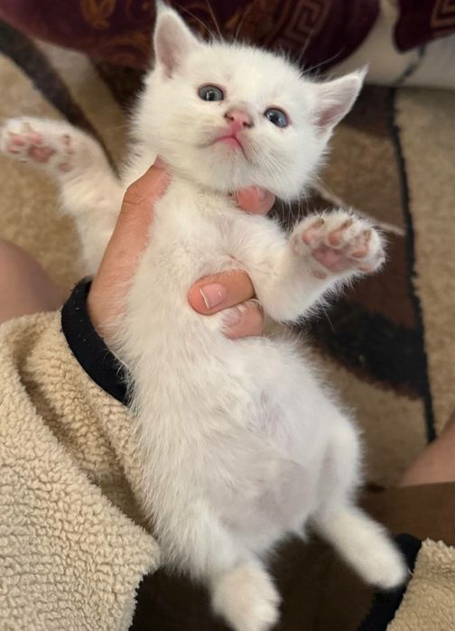 Ласковые,добрые игривые котята