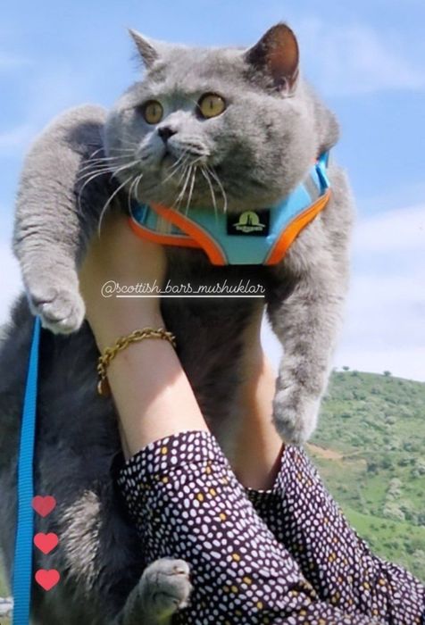 Porno sanoatidagi eng yaxshi kokraklar