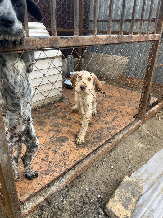 Продается щенки Немецкий дратхар