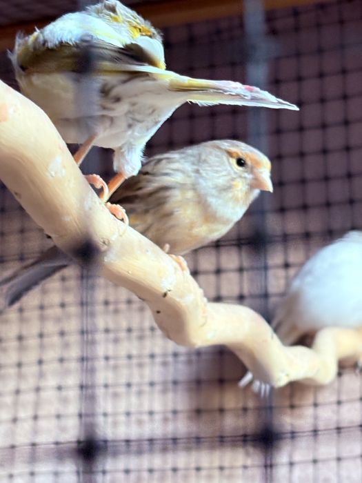 Продавам Канарчета/ Канари