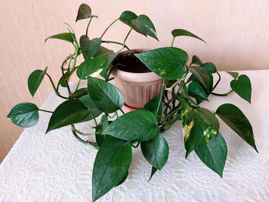 Продам комнатные растения