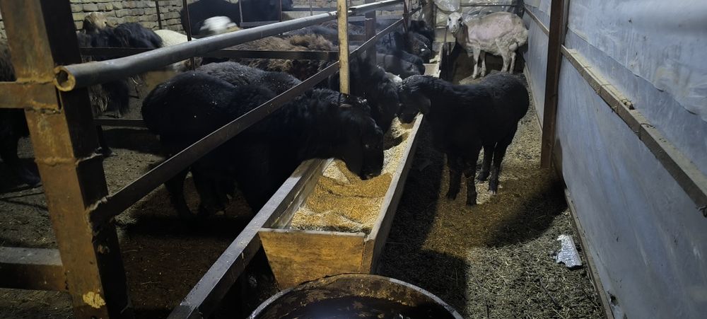 Кучкор, куйлар сотилади