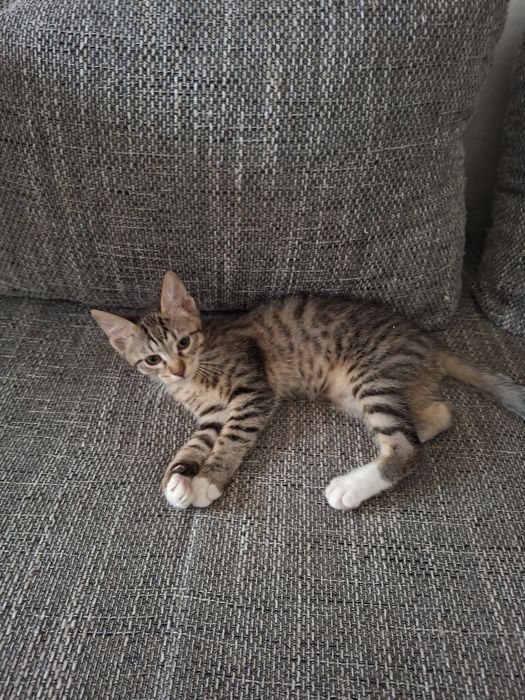 Adoptii   pui pisica