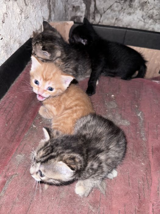 Отдам котят бесплатно