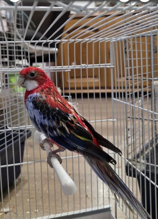 Rosella mascul .