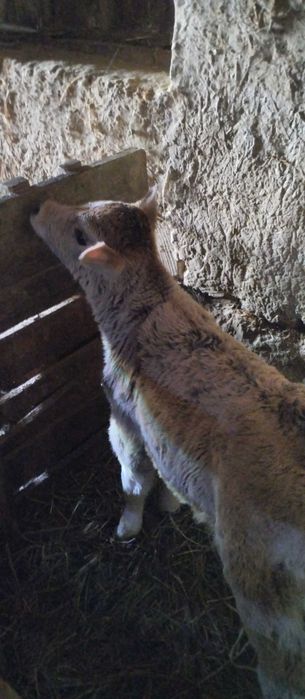 Телёнок продается