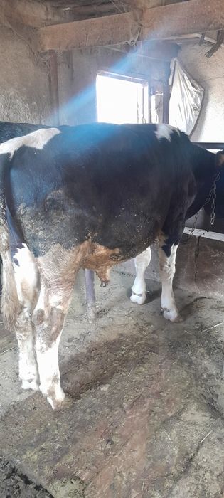 Продам бычков крупные