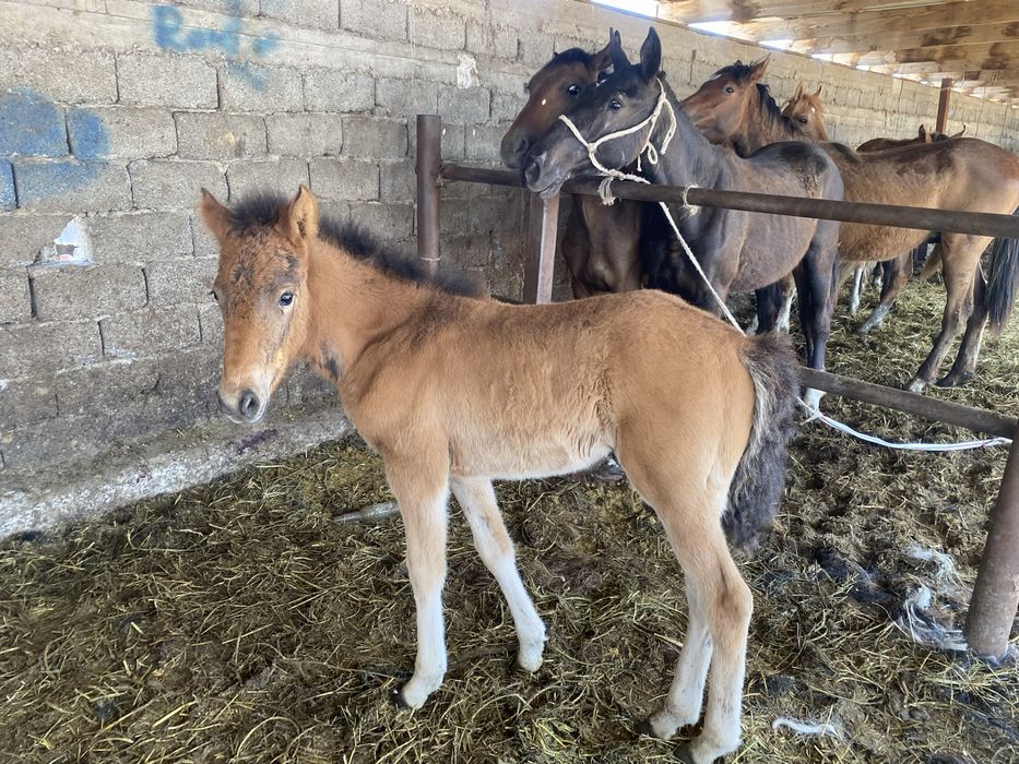 Ұрғашы Құлын салтылады