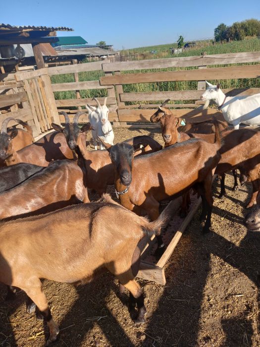 Vând tăurași si capre alpine,sanen si anglo-nubiene si ieduțe pentru prăsit,capre foarte bune de lapte si un mascul de 2 ani si jumatate ango-numbian.