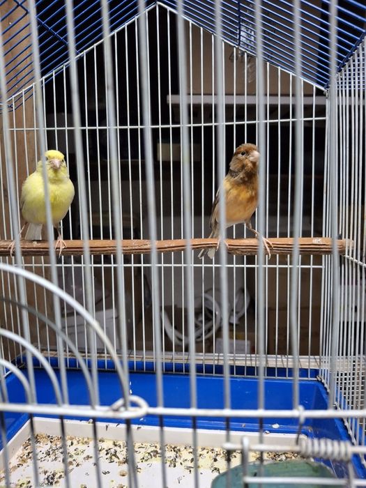 Продам канарейку