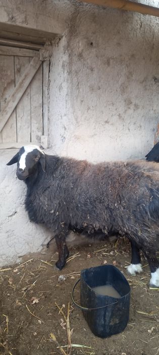 Gusariskiy qo'shqar satladi