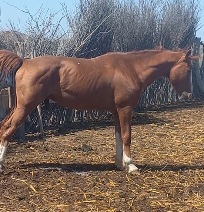 Үйірме Айғыр сатылады