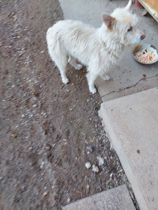 Собаки Животные Щенки 1,5 месяца