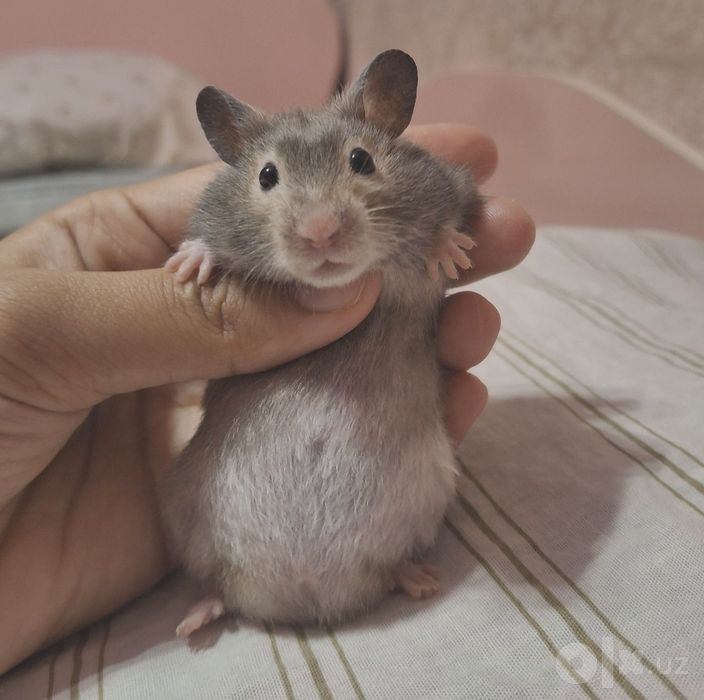 Kemiruvchi Hamyak