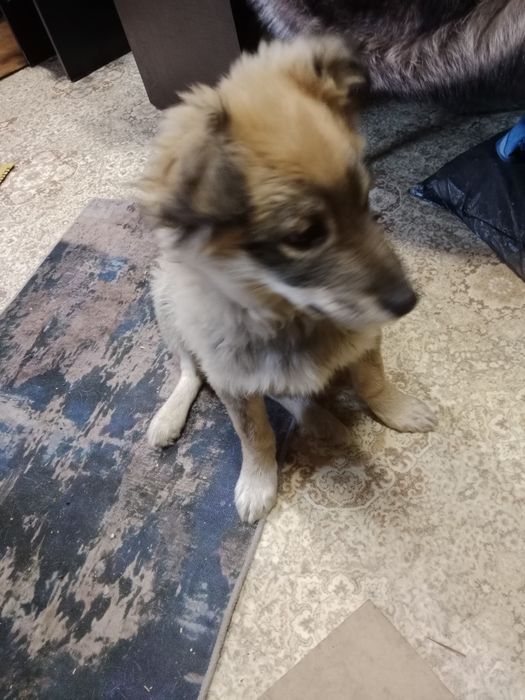 Отдам щенка,кобель,4 месяца