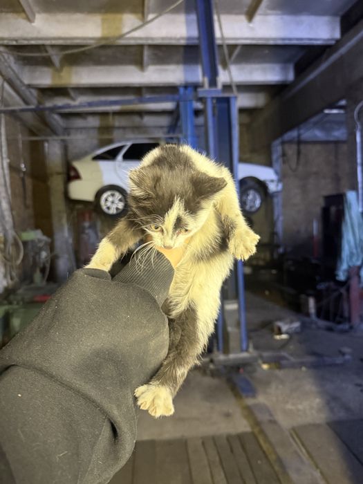 Котенок девочка отдам
