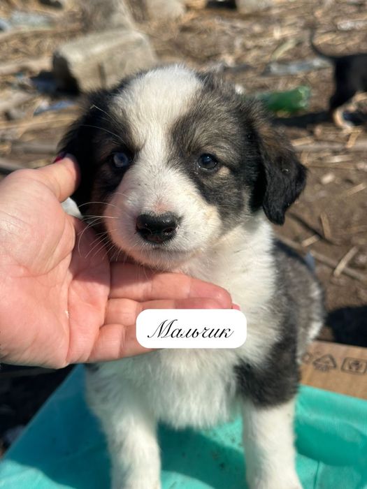 Щенки в добрые руки