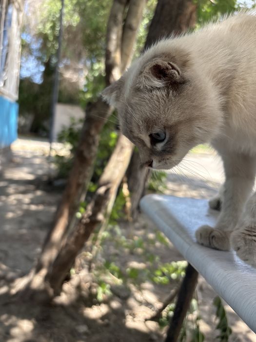 Очень ласковый кот возпитонный