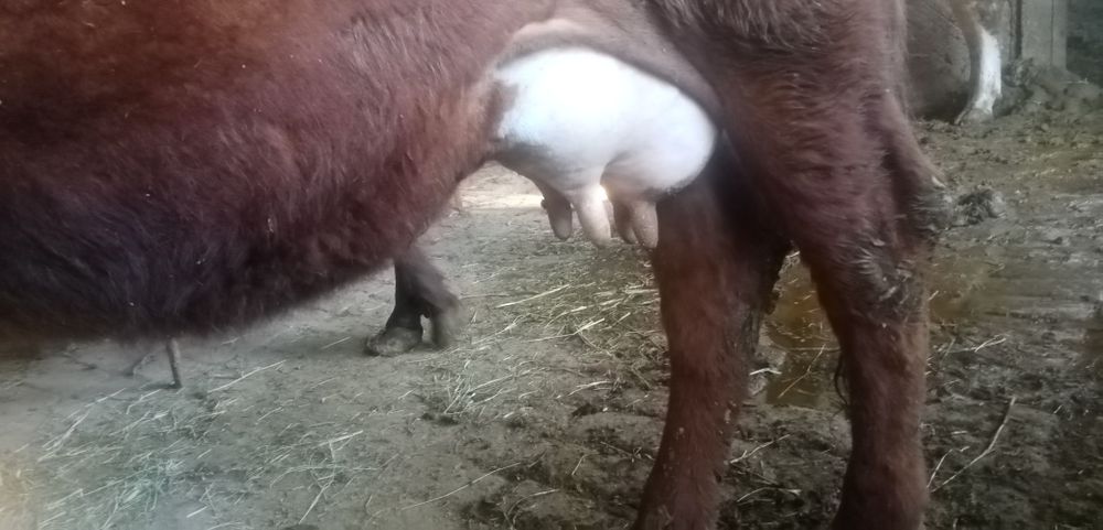 Жондор калсо олдида