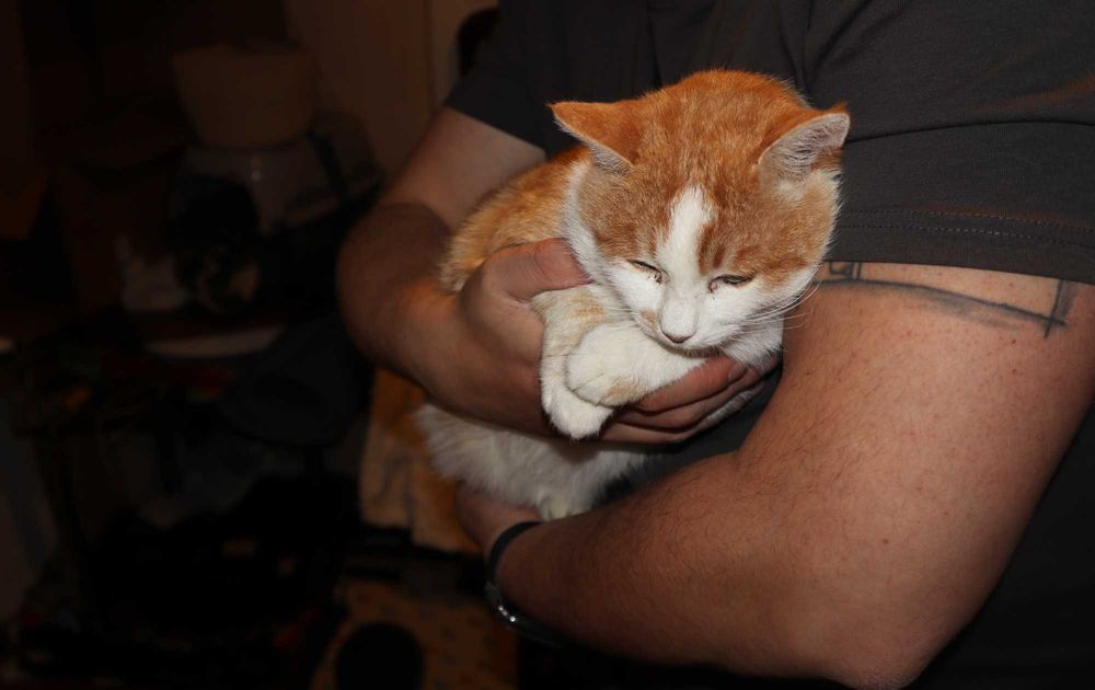 Спасенный кот в добрые руки