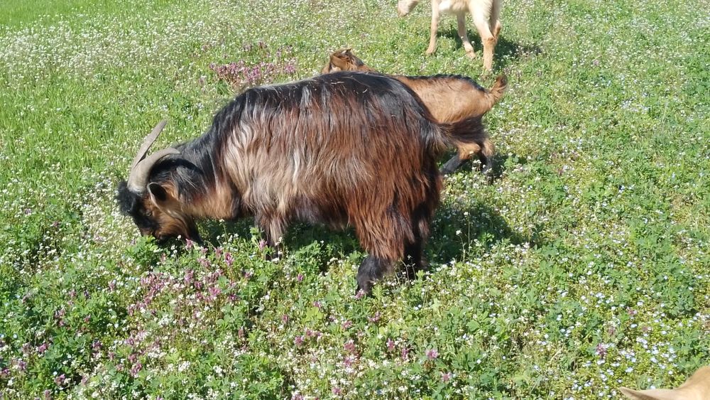 Vând iezi crescuți natural