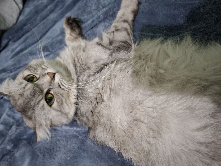 Кошка Скотиш фолд  хадяга