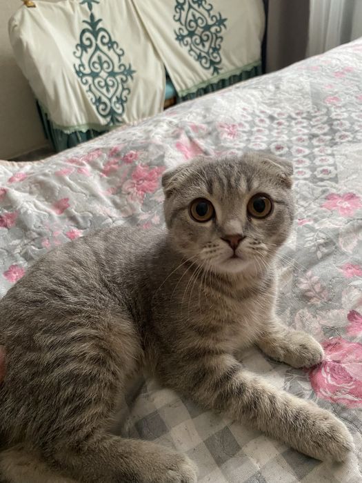 Бесплатно котенок