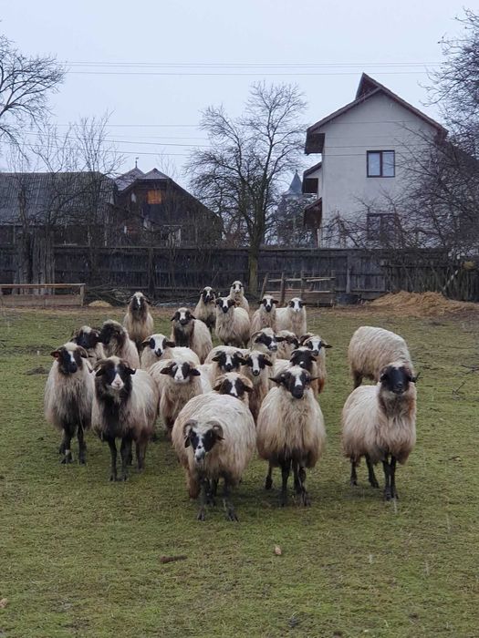 Vand oi. Detalii la numarul din anunt