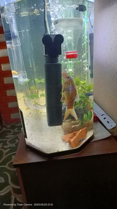 Akvarium quyma akril 250 Tali Ulgurib qoling+baliqlari bilan