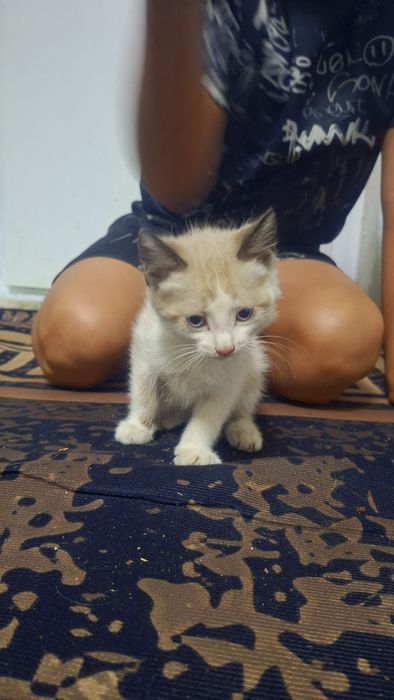 Отдам котят бесплатно мальчик и девочка