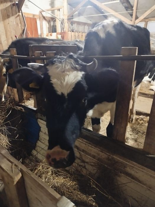 Тёлка 2 года 3месяца цена 700000