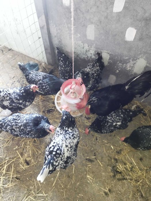 Gaini italiene bobate