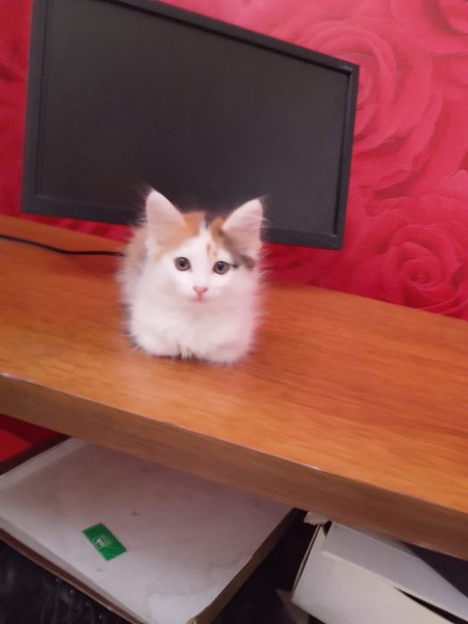 Отдам даром котят