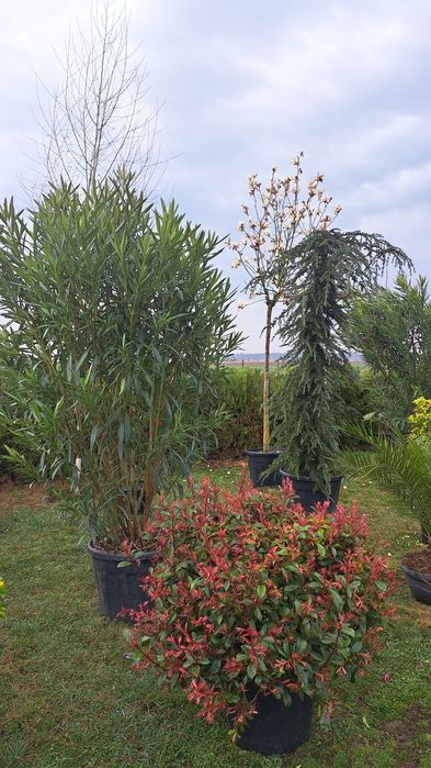 Vindem Palmieri Magnoli Platan Cedru etc