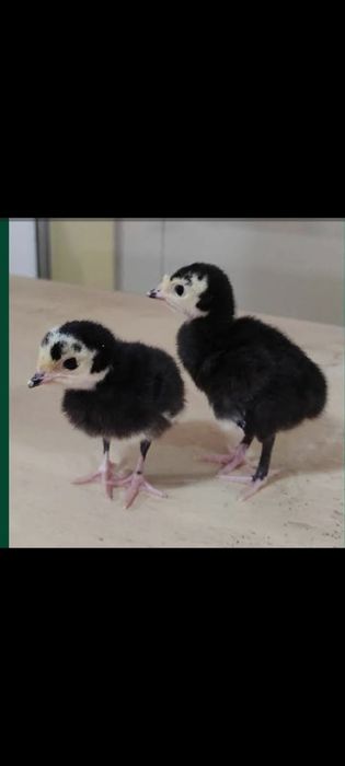 Үндік балпансатылады.