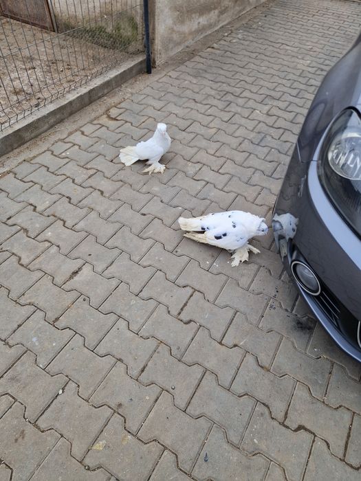 Porumbei urias maghiari voiajori stil vechi ,indian