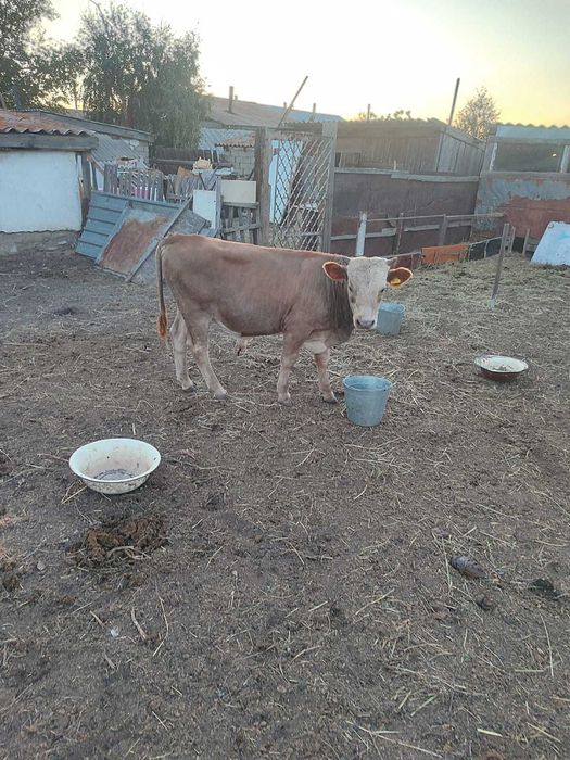 Продам 2х бычков